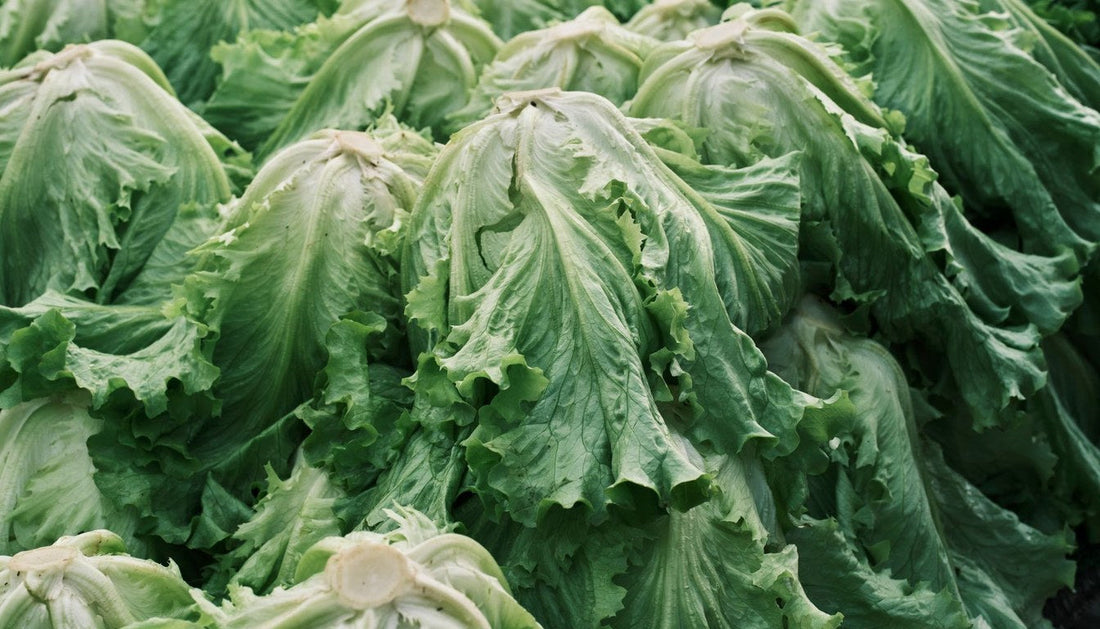 How to Store Lettuce So It Stays Crisp