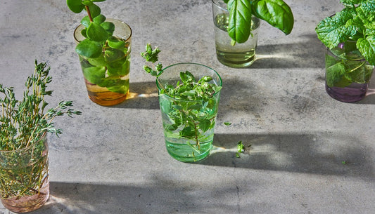 How to Store Fresh Basil So It Doesn't Go Black